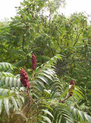 Sumac, commonly hacked down as a weed, is here allowed to show its beauty.