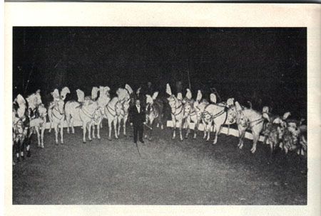 Fred Petoletti presenting the 24 Lipizans of Circus Williams