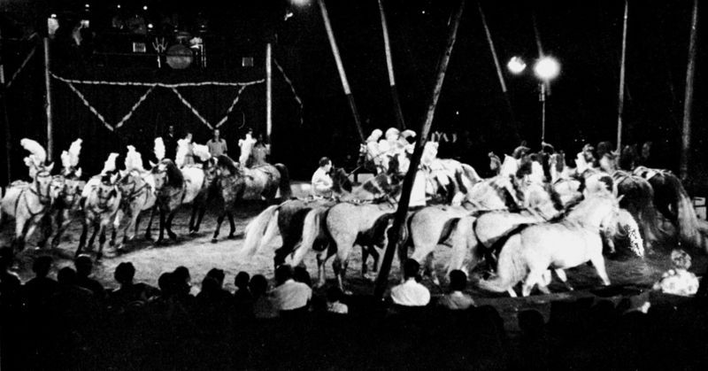 Fred Petoletti presenting the 24 Lipizans of Circus Williams